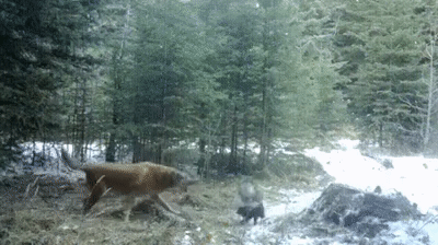 Скунс-вонючка