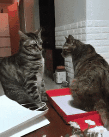 edc3b6b2c6b6f8617cfbd3d51f9b2f1b