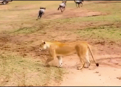 Мясо убегает