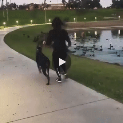 Смотри, уточки!