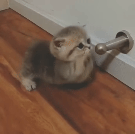 kote