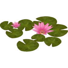 Water_Lily_(Zeta-Designs)2-min
