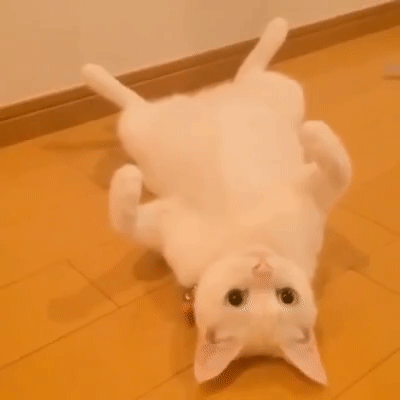 Я ваша навеки