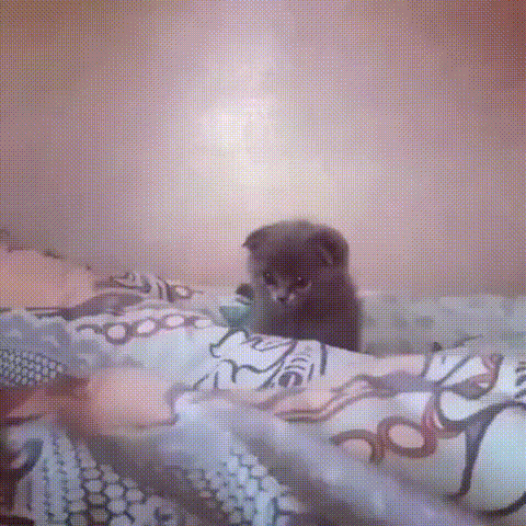 -котэ-милота-4522679