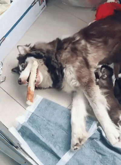 Материнство до безумия