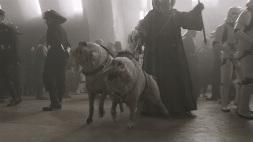 кореллианские собаки