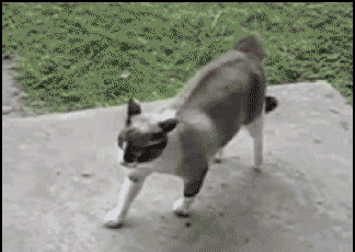 51c6c0fe0719d3e68caac872e129abe1 (1)