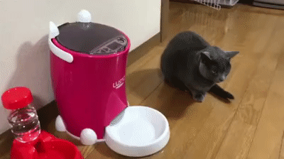 Обед по распорядку