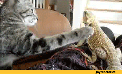 -ящерица-801256