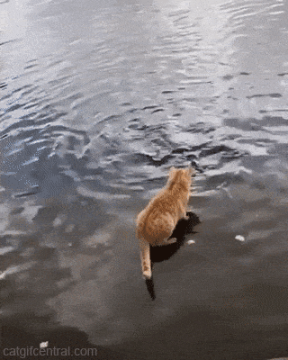 a173d4b71d2736a2d4f1c597b742be3a