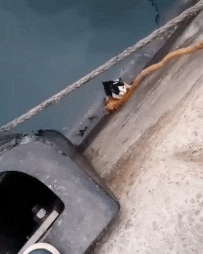 Спасательная операция