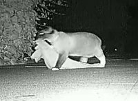 Кот - клептоман.