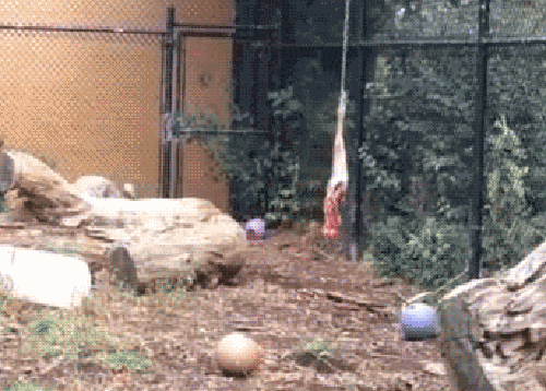 оголодал котейка