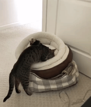 425e2dd23c7b8d814eed0ce282ce7663