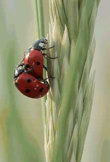 Секс Божьих коровок