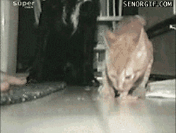 c14fcd08b2ae49021ce953b3b01e8d73