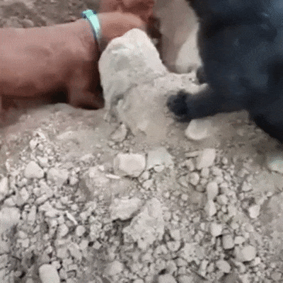 Прощай Шарик