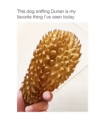 Дуриан гадость