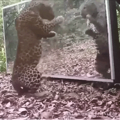 Кот и зеркало