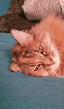 tumblr_pbjizuovPb1uuyy36o1_400