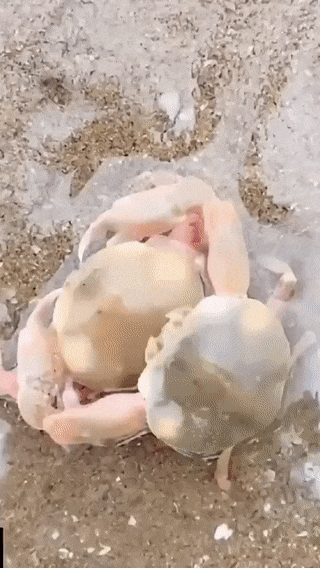gif_8a07a22215c8638c3887a739ddae6313