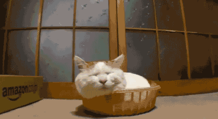 Котэ пофигист