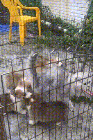 Покеда, щенки