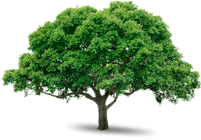 tree_PNG21611