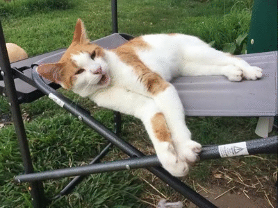 -котэ-gif-потягушки-4640639