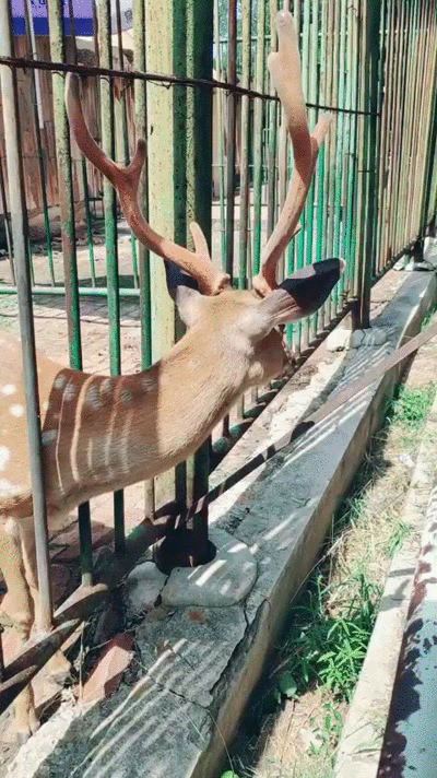 -большие-гифки-живность-рога-4648316