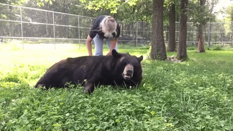 -медведь-живность-почесушки-4648376