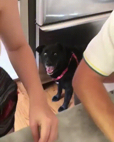 gif-17082018-012