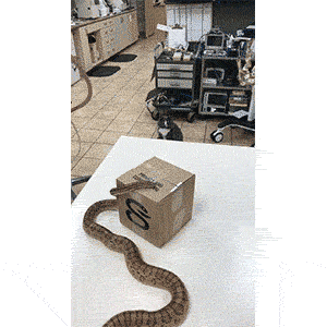 кот и змея на почте