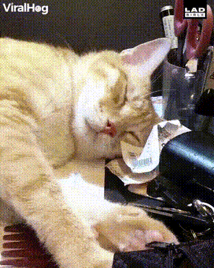 Кошки и еда