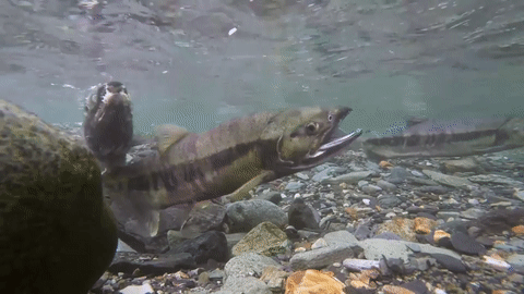 Рыбий оргазм