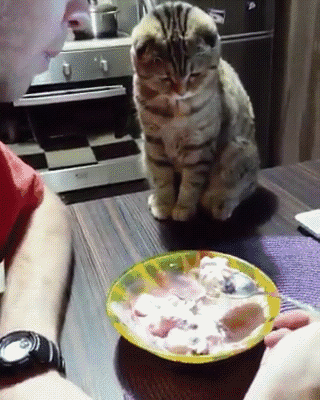 Кот следит за ложкой