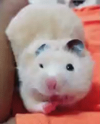 Хомяк опасен, зверьё