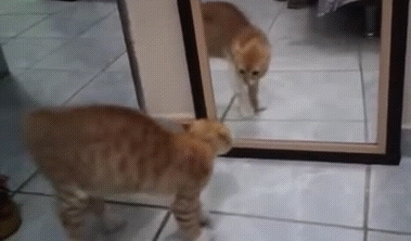 Кот и зеркало