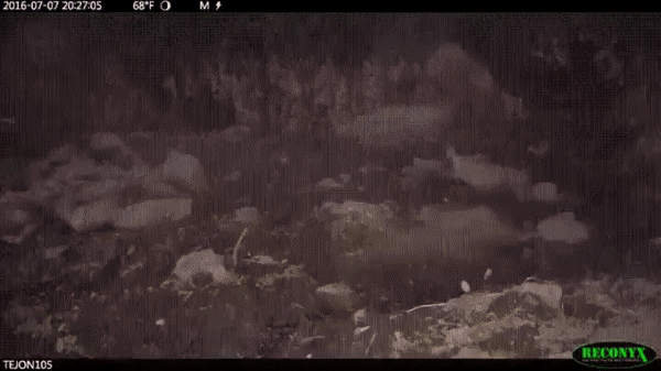 пух и пятачок