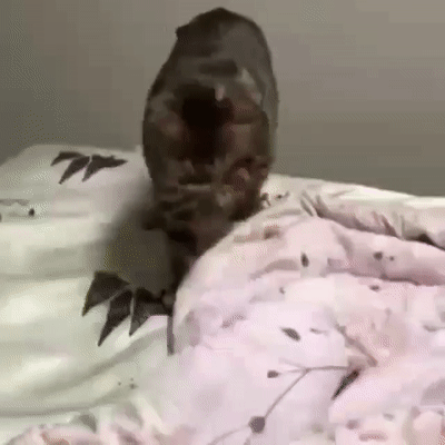 Хозяин, твоя нога это полное...