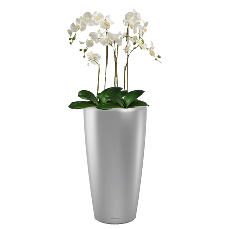 orkhideya falenopsis + rondo 32 v gorshke kashpo