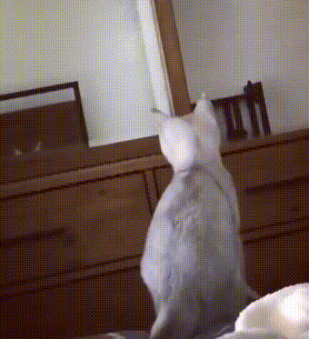 Прихорашивается