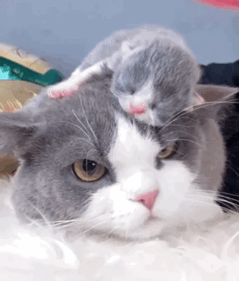 5cfb90d1e7b006ab8ff7f0374807a7ab