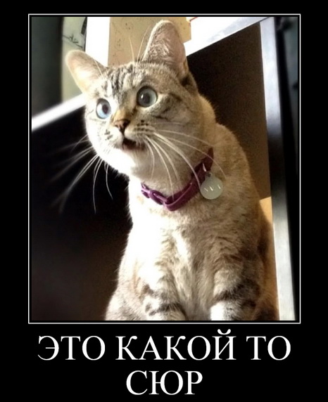 Кошак