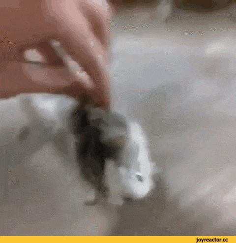 Главное функционал