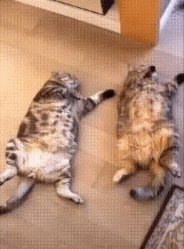 77b7216c68aa3a1c8c4444d5da0c065f