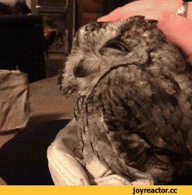 -милота-живность-гифки-3176645