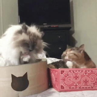 b165c1afaff8036a090a1f15cd70ad61