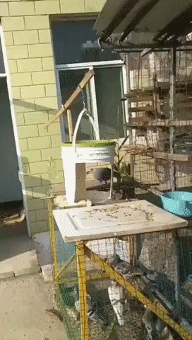 гол