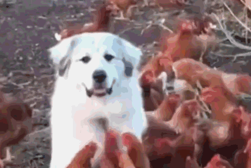 Мои цыпочки